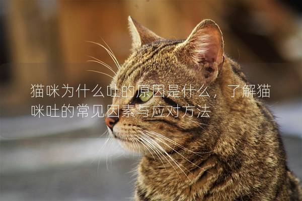 貓咪為什么吐的原因是什么，了解貓咪吐的常見因素與應(yīng)對方法