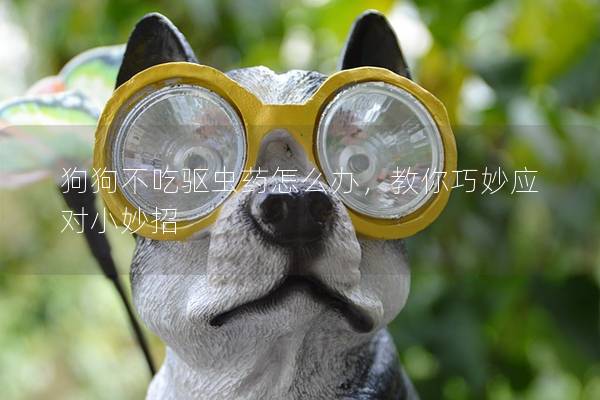 狗狗不吃驅(qū)蟲(chóng)藥怎么辦，教你巧妙應(yīng)對(duì)小妙招