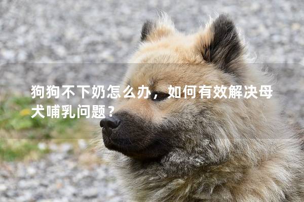 狗狗不下奶怎么辦，如何有效解決母犬哺乳問題？