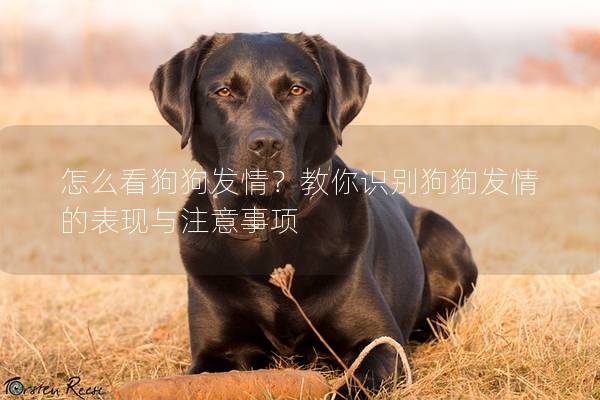 怎么看狗狗發(fā)情？教你識(shí)別狗狗發(fā)情的表現(xiàn)與注意事項(xiàng)