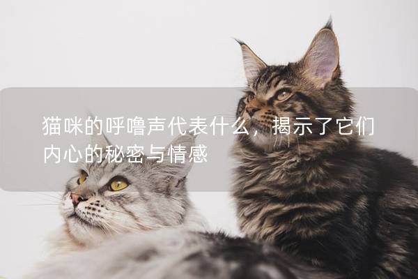 貓咪的呼嚕聲代表什么，揭示了它們內心的秘密與情感
