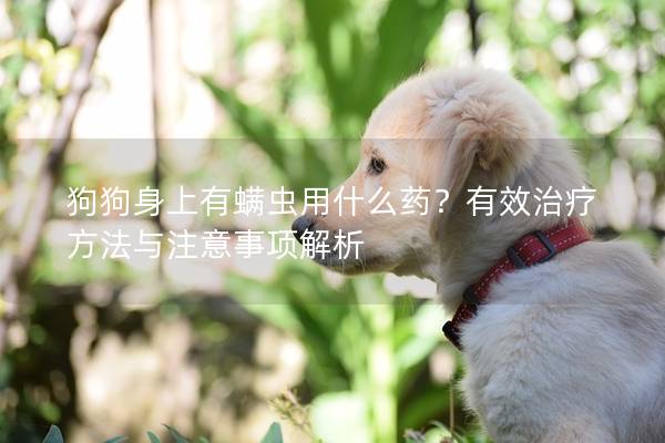 狗狗身上有螨蟲用什么藥？有效治療方法與注意事項(xiàng)解析