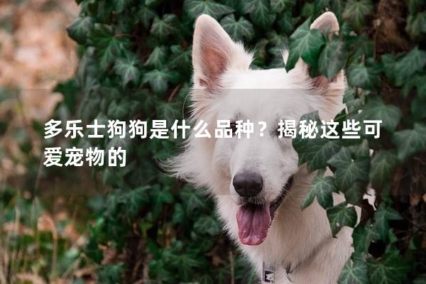 多樂士狗狗是什么品種？揭秘這些可愛寵物的