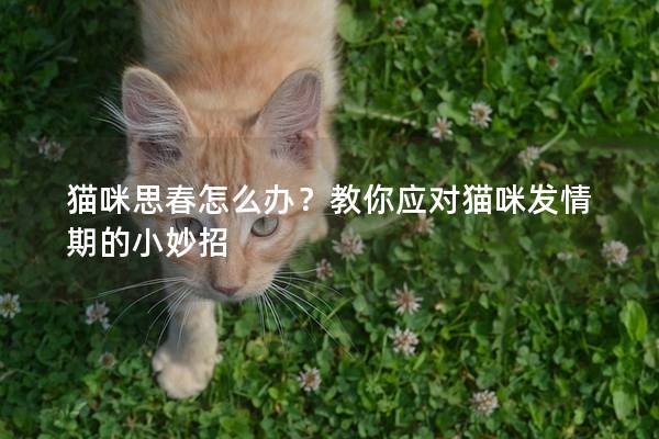 貓咪思春怎么辦？教你應對貓咪發情期的小妙招