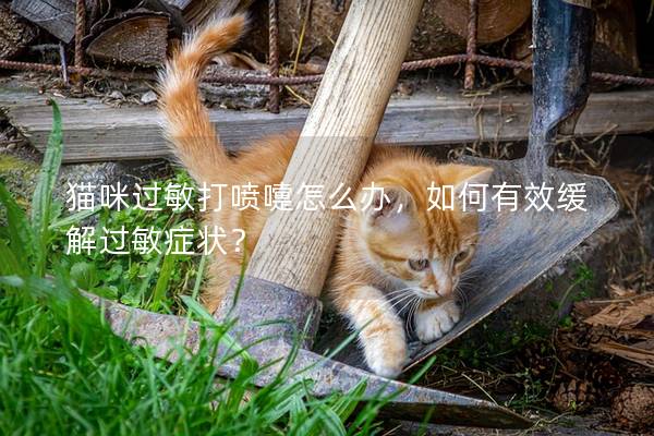 貓咪過敏打噴嚏怎么辦，如何有效緩解過敏癥狀？