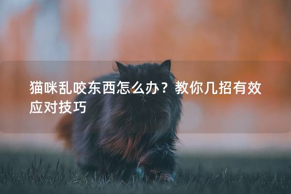 貓咪亂咬東西怎么辦？教你幾招有效應(yīng)對技巧