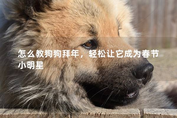 怎么教狗狗拜年，輕松讓它成為春節小明星