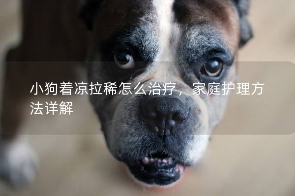 小狗著涼拉稀怎么治療，家庭護(hù)理方法詳解