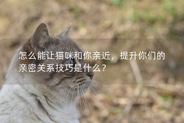 怎么能讓貓咪和你親近，提升你們的親密關(guān)系技巧是什么？