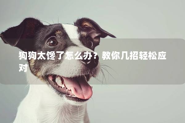 狗狗太饞了怎么辦？教你幾招輕松應(yīng)對