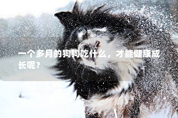 一個(gè)多月的狗狗吃什么，才能健康成長(zhǎng)呢？