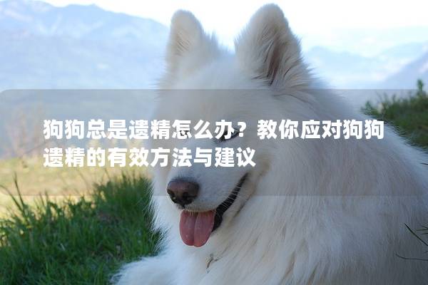 狗狗總是遺精怎么辦？教你應對狗狗遺精的有效方法與建議