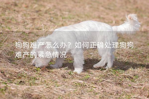 狗狗難產怎么辦？如何正確處理狗狗難產的緊急情況