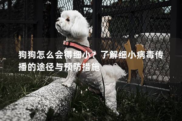 狗狗怎么會得細??？了解細小病毒傳播的途徑與預防措施