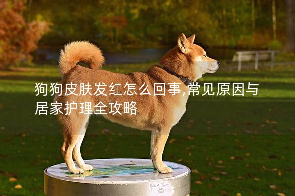 狗狗皮膚發紅怎么回事,常見原因與居家護理全攻略