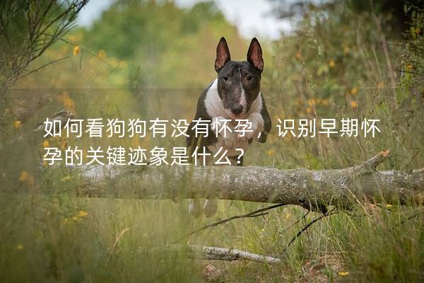 如何看狗狗有沒有懷孕，識別早期懷孕的關鍵跡象是什么？