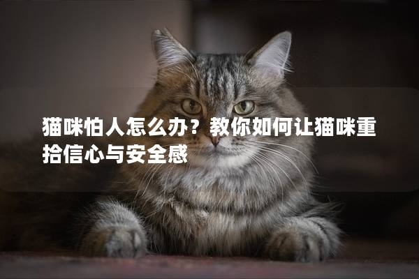 貓咪怕人怎么辦？教你如何讓貓咪重拾信心與安全感