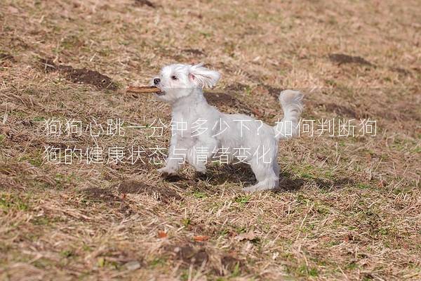 狗狗心跳一分鐘多少下？如何判斷狗狗的健康狀態(tài)與情緒變化