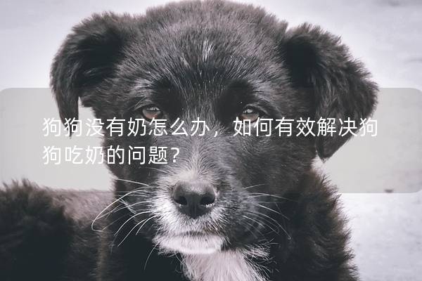 狗狗沒有奶怎么辦，如何有效解決狗狗吃奶的問題？