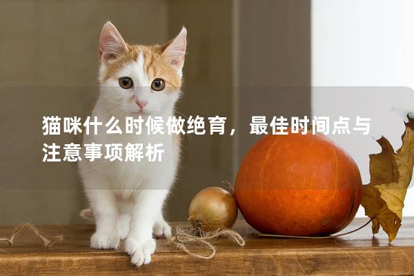 貓咪什么時候做絕育，最佳時間點與注意事項解析