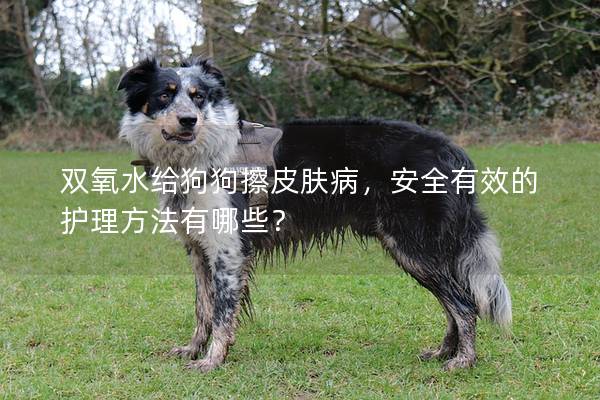 雙氧水給狗狗擦皮膚病，安全有效的護(hù)理方法有哪些？