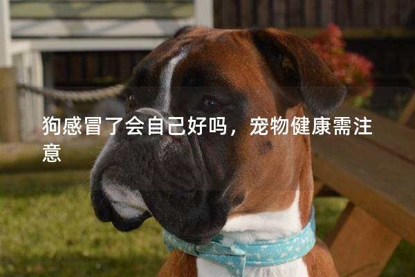 狗感冒了會自己好嗎,寵物健康需注意 狗感冒了會自己好嗎,寵物健康需注意