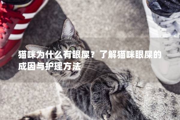貓咪為什么有眼屎？了解貓咪眼屎的成因與護(hù)理方法