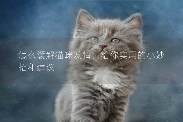怎么緩解貓咪發情，給你實用的小妙招和建議