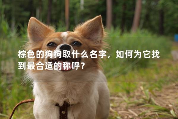 棕色的狗狗取什么名字，如何為它找到最合適的稱呼？