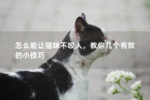 怎么能讓貓咪不咬人，教你幾個有效的小技巧