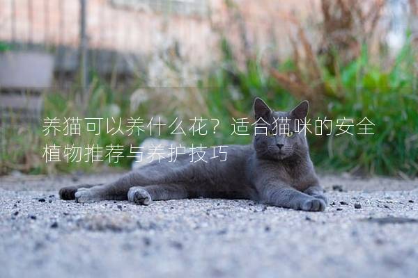 養貓可以養什么花？適合貓咪的安全植物推薦與養護技巧