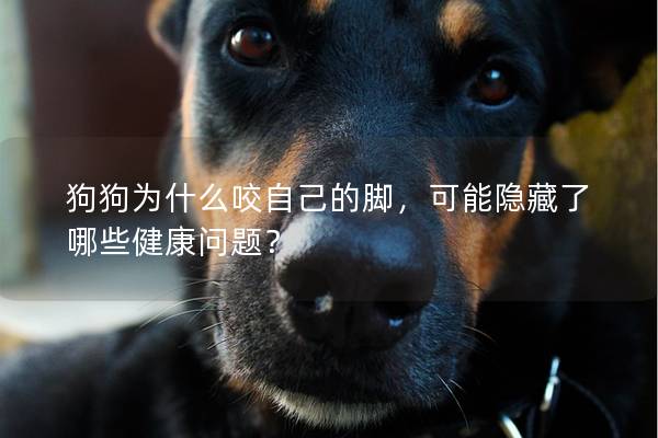 狗狗為什么咬自己的腳，可能隱藏了哪些健康問題？