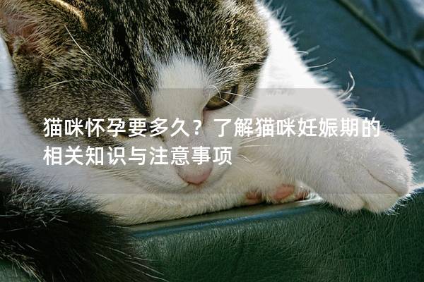 貓咪懷孕要多久？了解貓咪妊娠期的相關知識與注意事項