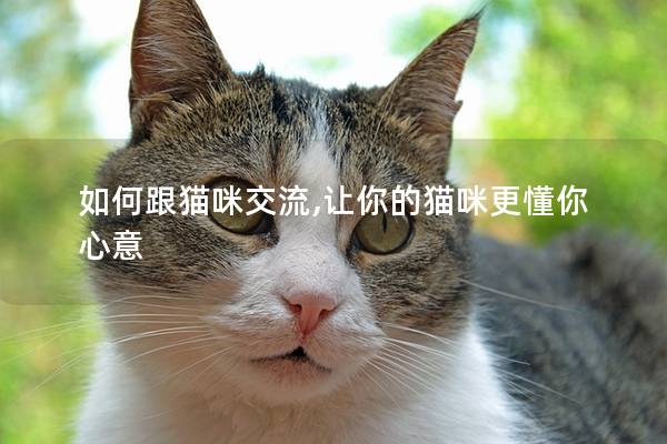 如何跟貓咪交流,讓你的貓咪更懂你心意