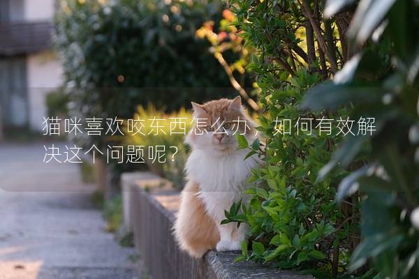 貓咪喜歡咬東西怎么辦，如何有效解決這個問題呢？