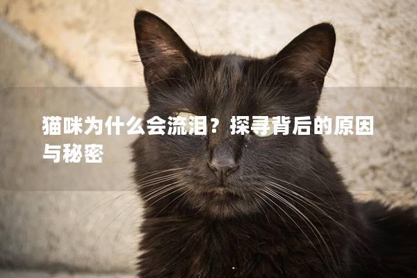 貓咪為什么會流淚？探尋背后的原因與秘密