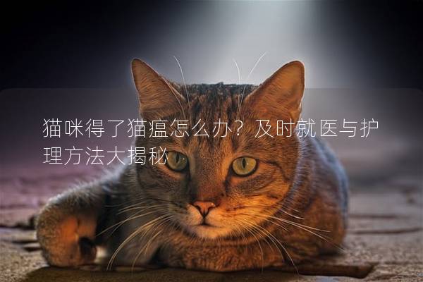 貓咪得了貓瘟怎么辦？及時(shí)就醫(yī)與護(hù)理方法大揭秘
