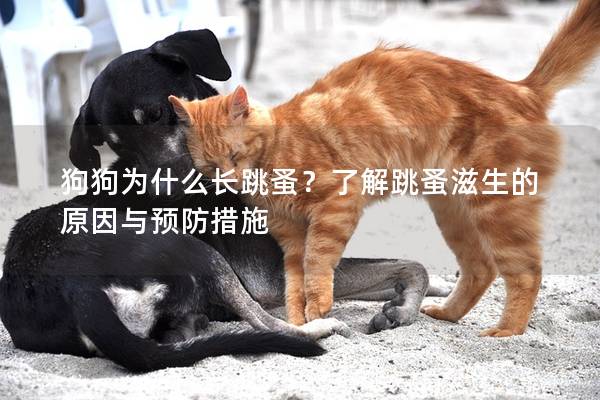 狗狗為什么長跳蚤？了解跳蚤滋生的原因與預(yù)防措施