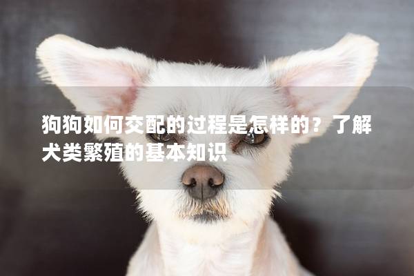狗狗如何交配的過(guò)程是怎樣的？了解犬類(lèi)繁殖的基本知識(shí)