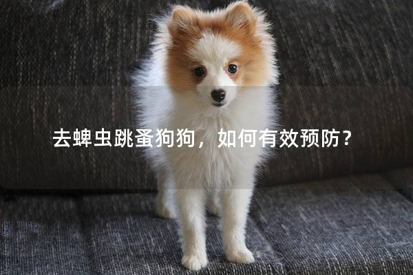 去蜱蟲跳蚤狗狗，如何有效預防？