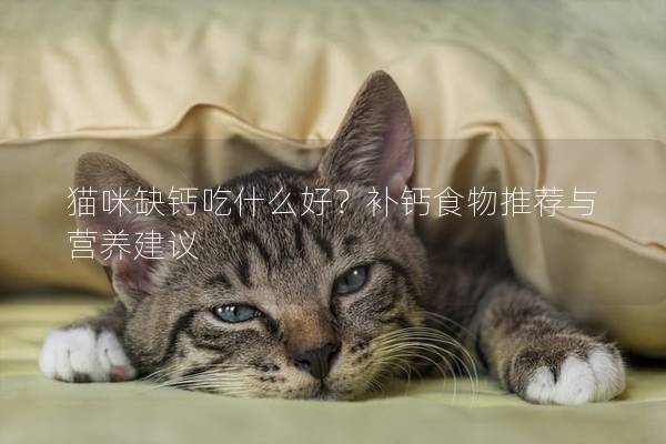 貓咪缺鈣吃什么好？補(bǔ)鈣食物推薦與營(yíng)養(yǎng)建議