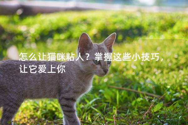 怎么讓貓咪粘人？掌握這些小技巧，讓它愛上你