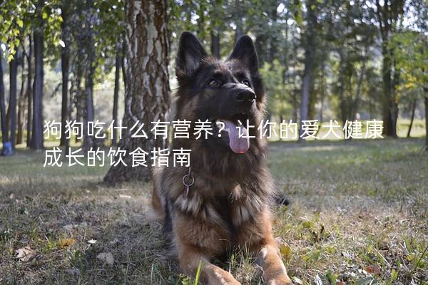 狗狗吃什么有營(yíng)養(yǎng)？讓你的愛(ài)犬健康成長(zhǎng)的飲食指南
