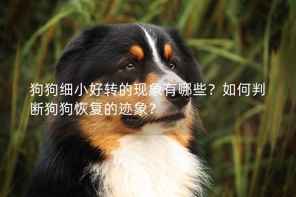 狗狗細小好轉的現象有哪些？如何判斷狗狗恢復的跡象？