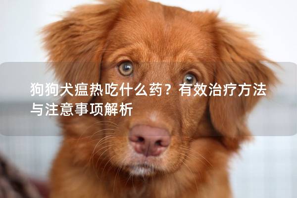 狗狗犬瘟熱吃什么藥?有效治療方法與注意事項解析 狗狗犬瘟熱吃什么藥?有效治療方法與注意事項解析