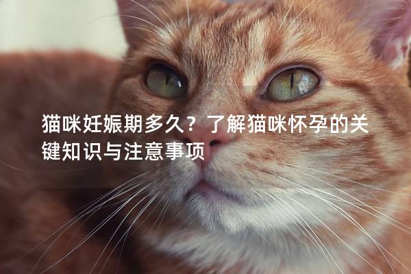 貓咪妊娠期多久？了解貓咪懷孕的關(guān)鍵知識(shí)與注意事項(xiàng)