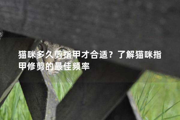 貓咪多久剪指甲才合適？了解貓咪指甲修剪的最佳頻率