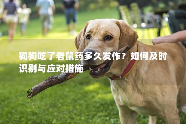 狗狗吃了老鼠藥多久發作？如何及時識別與應對措施