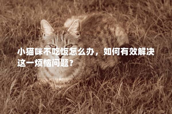 小貓咪不吃飯怎么辦，如何有效解決這一煩惱問題？