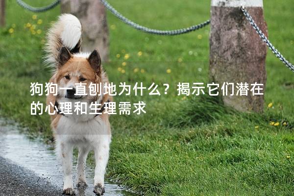 狗狗一直刨地為什么？揭示它們潛在的心理和生理需求